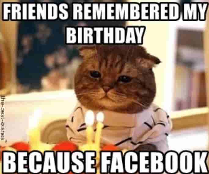 cute cat facebook birthday memes for friend