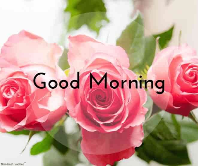 cute-good-morning-with-rose
