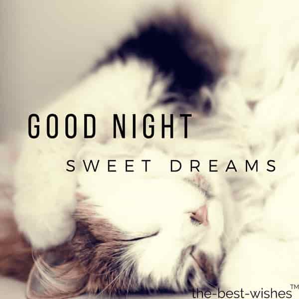 cute good night funny cat sleeping image