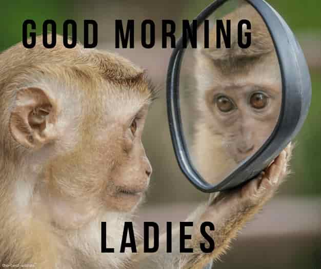 cute monkey good morning images