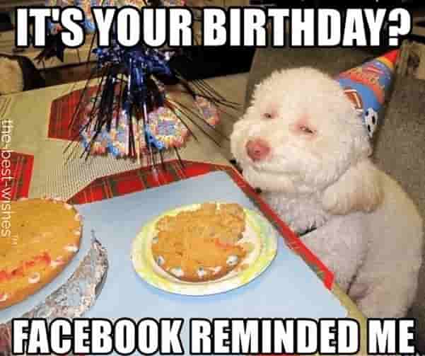 dog funny birthday memes for friend