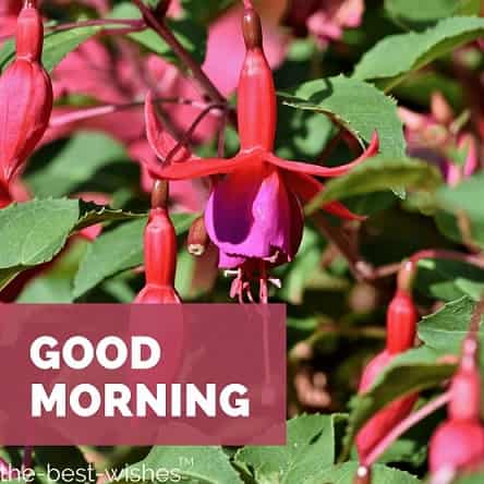 flowers by picture of fuchsia crocosmia