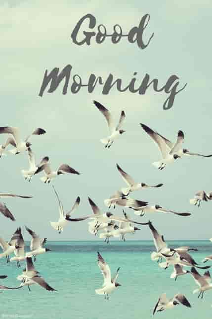 flying birds beautiful morning picture