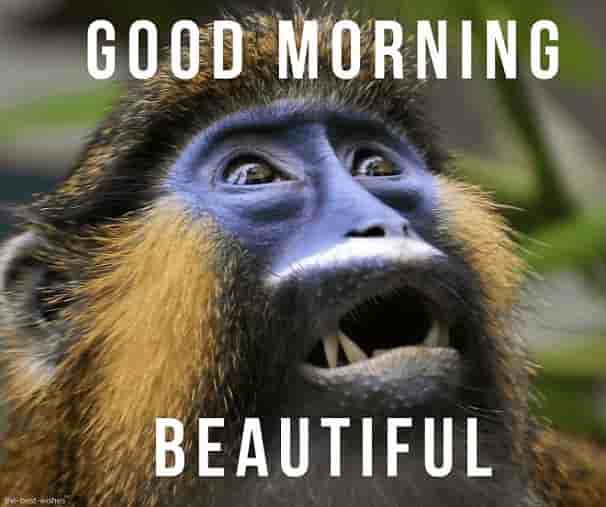 funny good morning monkey pictures