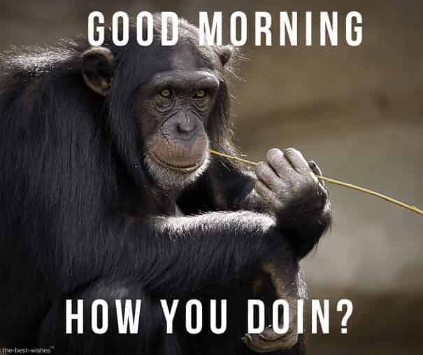 funny monkey good morning photos