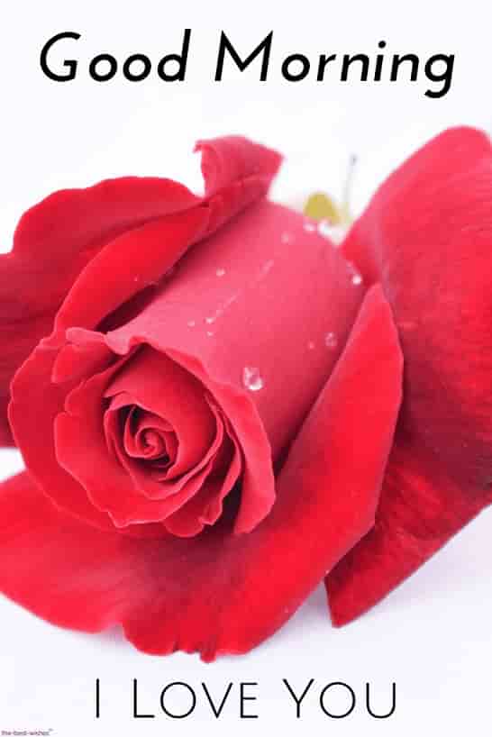 gm pic i love you with red rose