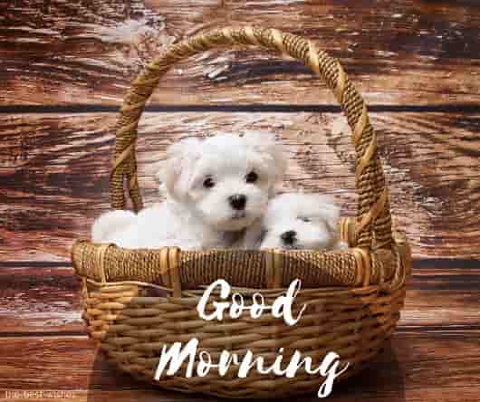 good morning with cute puppies