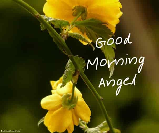 good morning angel with a yellow roses