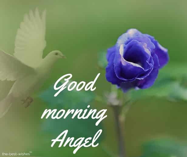 good morning angel with blue rose