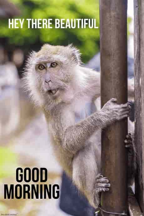 24 Super Funny Good Morning Images with Monkey