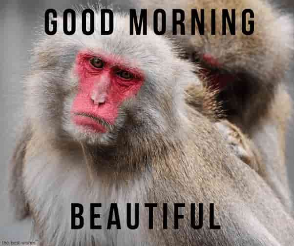good morning beautiful monkey