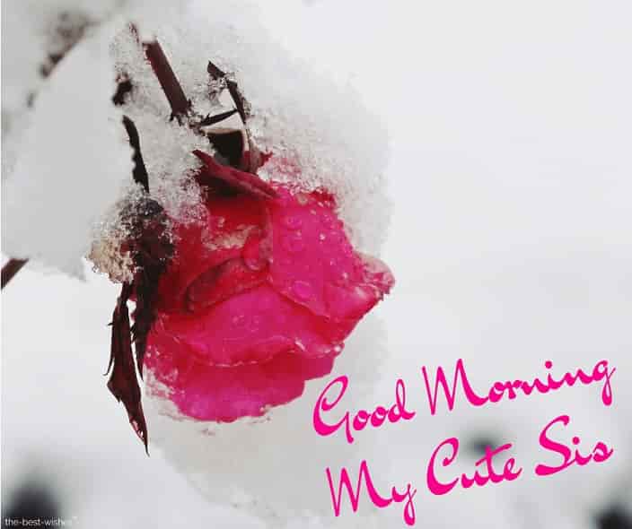 120+ Lovely Good Morning Wishes For Sister [ Hd Images And Greetings ]