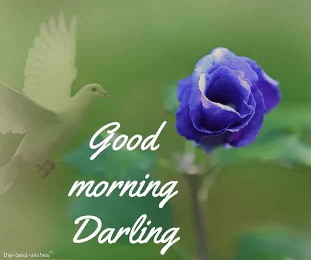 good morning darling rose