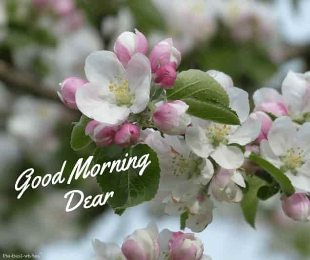 150+ Good Morning Dear Wishes & Greetings [ Best HD Images ]