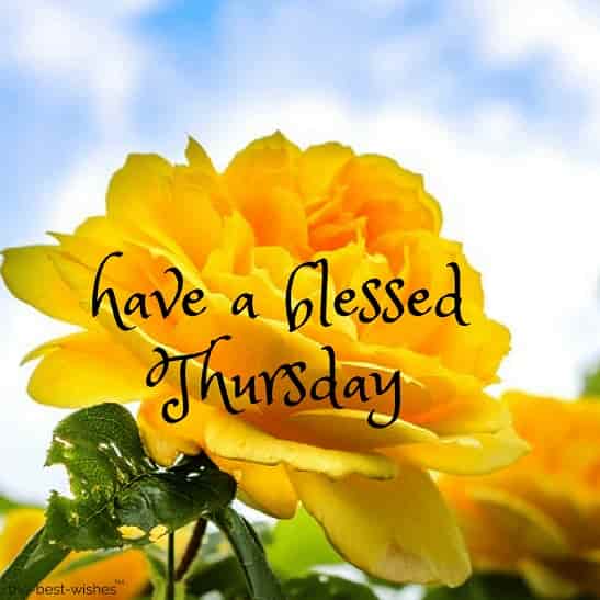 good morning everyone have a blessed thursday with yellow roses