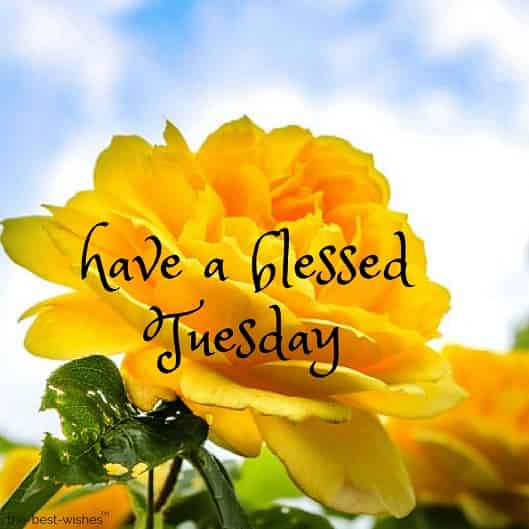 good morning have a blessed tuesday with yellow rose