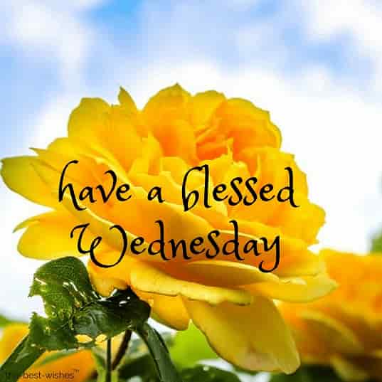 good morning everyone have a blessed wednesday with yellow roses