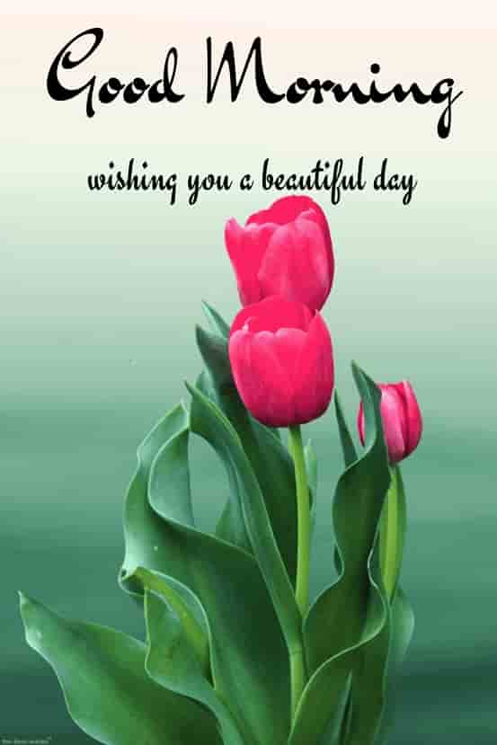 good morning flower image wishing you a beautiful day
