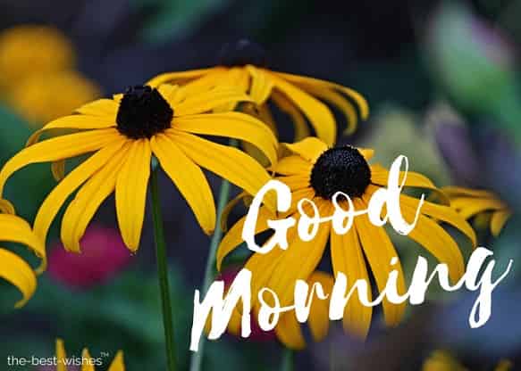 good morning flower wishes