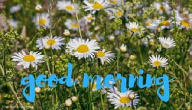 good morning flowers hd with daisies flowers bloom nature
