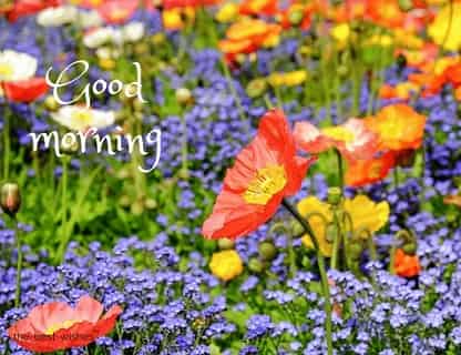 good morning flowers photos for you
