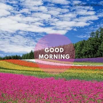 good morning flowers pictures with field flowers colors many