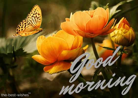 good morning flowers with background butterflies