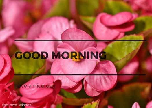 good morning flowers with begonia schiefblatt