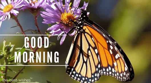 good morning flowers with butterfly butterflies monarch