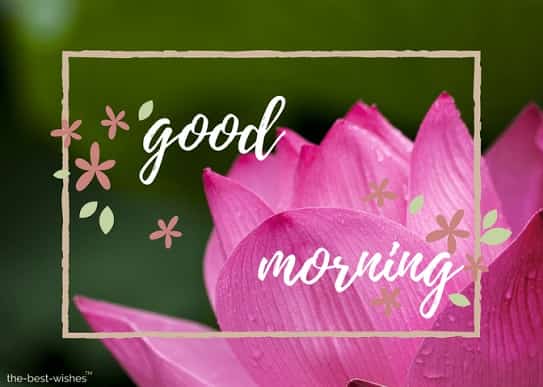  good morning friday images for whatsapp with pink flower
