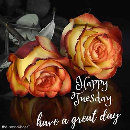 good morning happy tuesday photo with quote and roses