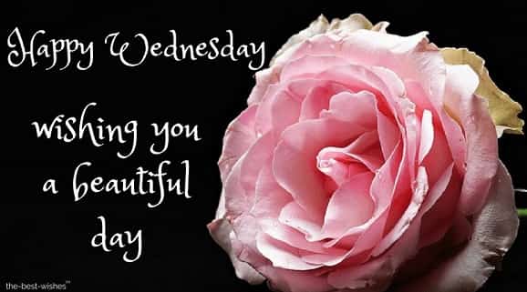 good morning happy wednesday flowers images