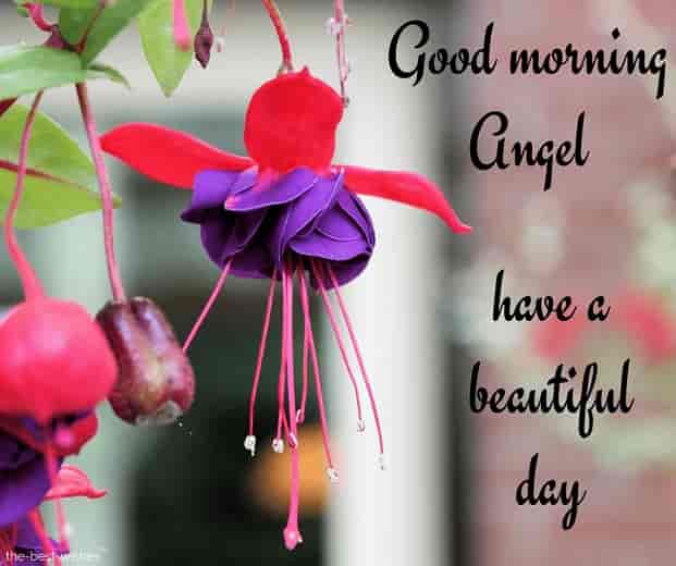 good morning have a beautiful day angel