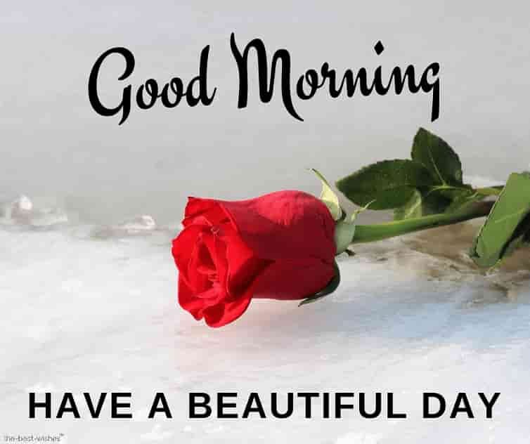 good-morning-have-a-beautiful-day-with-red-rose