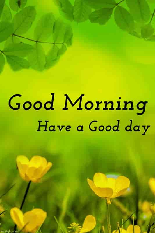 250+ Best Good Morning HD Images, Wishes, Pictures and Greetings