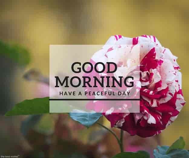 good-morning-have-a-peaceful-day