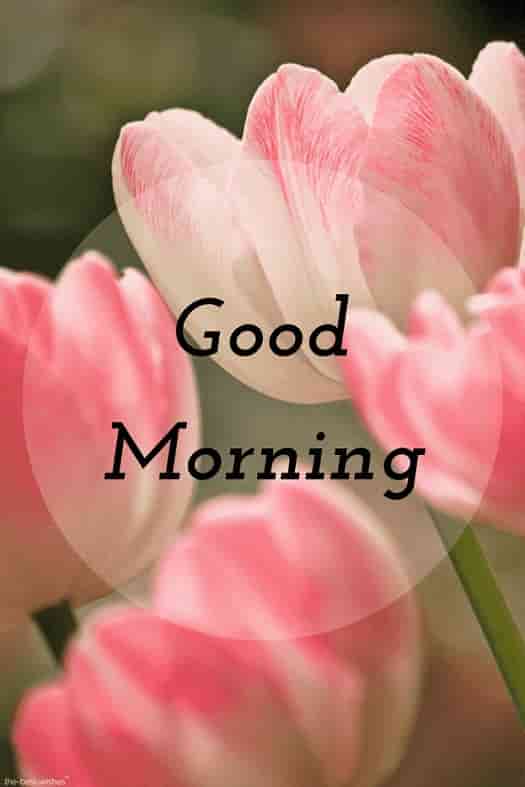 good morning hd images with pink flowers