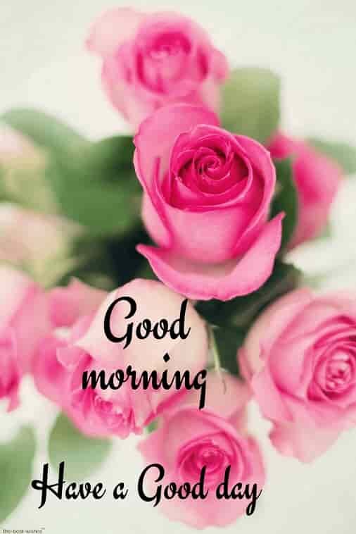 good-morning-hd-picture-with-pink-roses