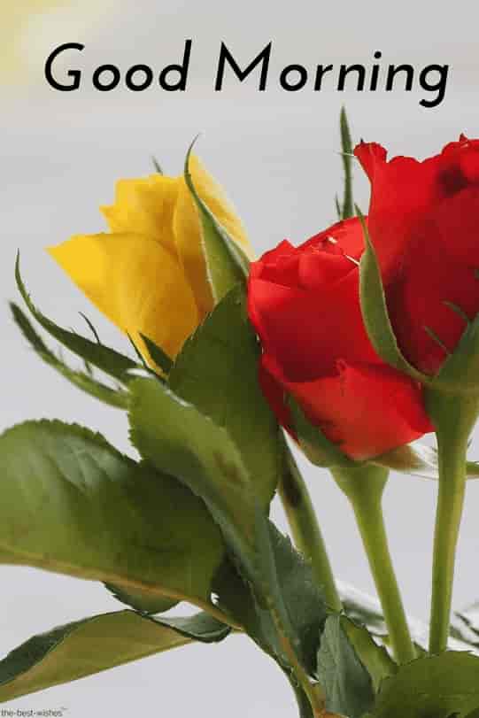 good morning hd red and yellow roses picture
