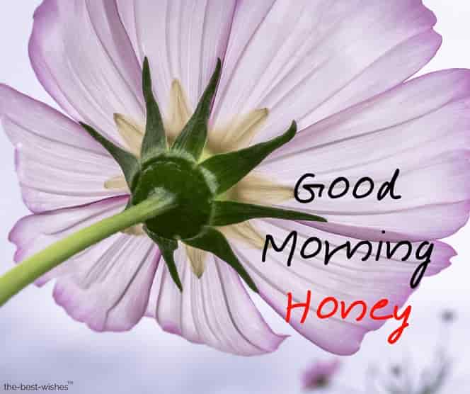 good morning honey beautifull images