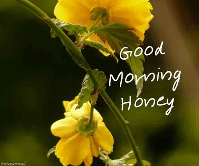 good morning honey flowers