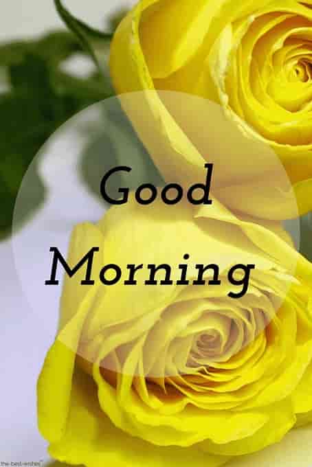 good morning image hd with yellow roses
