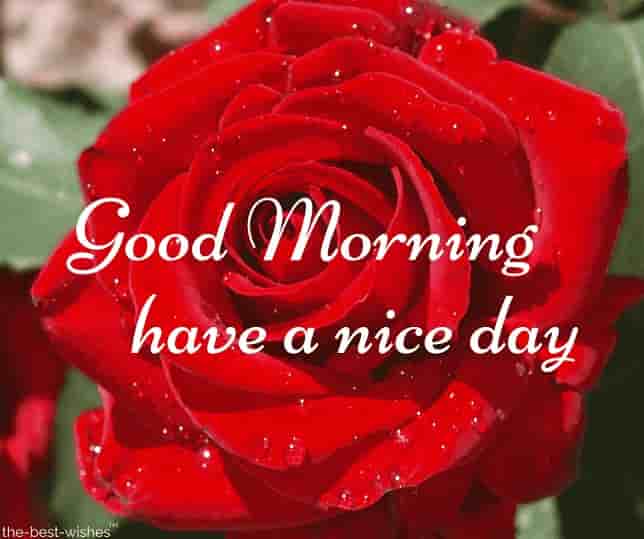 good morning image in rose