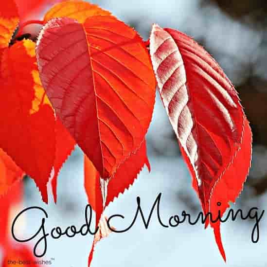 good morning image with red leaves
