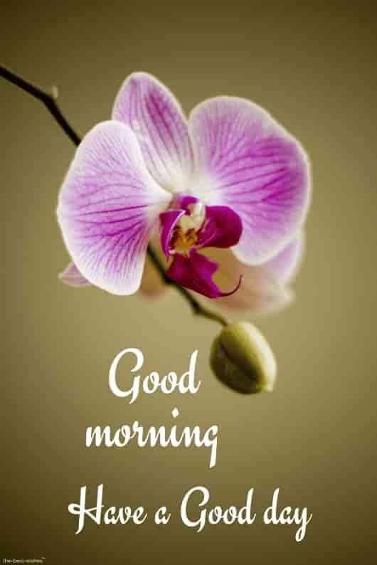 good-morning-images-hd
