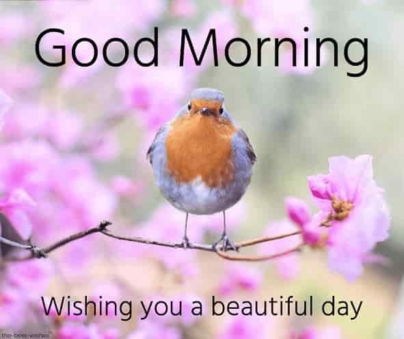 good-morning-images-of-nature-with-bird
