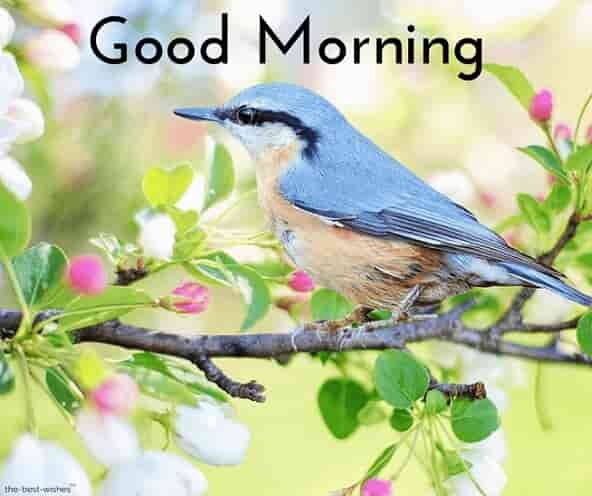 good-morning-images-with-birds