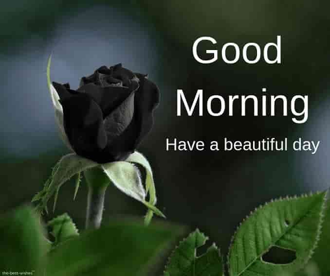 good-morning-images-with-black-rose