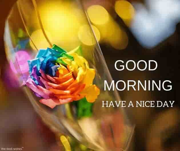 good-morning-images-with-colorful-rose