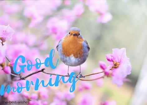 good morning images with flowers and birds